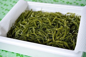 海ぶどう５００ｇ